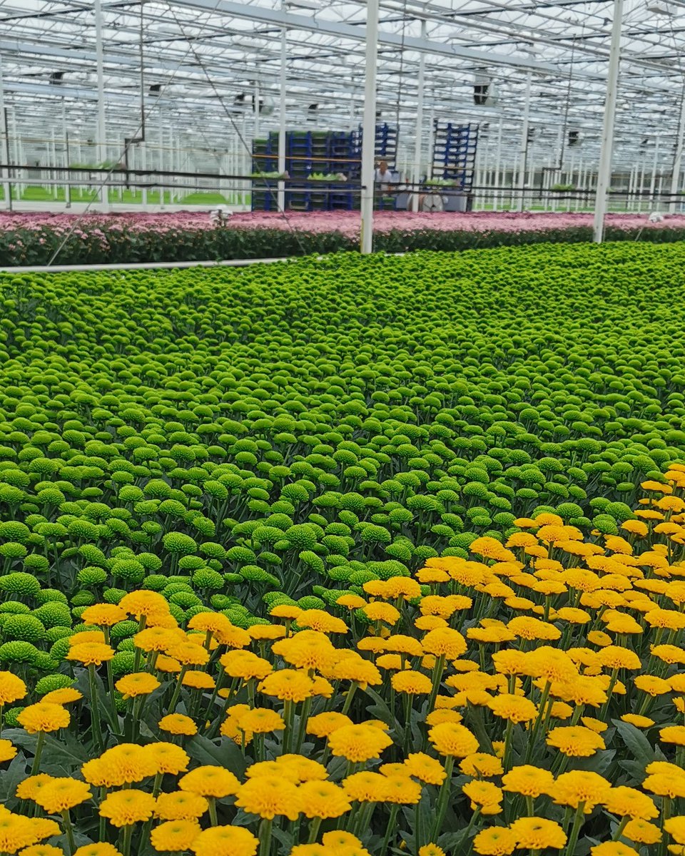 Aurinko in the foreground, then our green flower Peptalk and far behind Edgi planting #peptalk and #aurinko!

#adayinthegreenhouse
#plantmachine
#plantingcrops
#greenflowers
#yellowflowers
<a href="/Dekker_Chrysant/">Dekker Chrysanten BV</a>