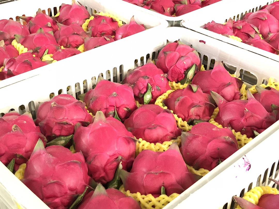 Homystar2's tweet photo. Looking for a tropical treat? Discover the exotic taste of our #DragonFruits! 🐉🌟 Cultivated in our orchard bases, these vibrant fruits are known for their unique appearance and refreshing flavor. Packed with essential nutrients and antioxidants
https://t.co/WI7yU031io https://t.co/Az0DZxM14r