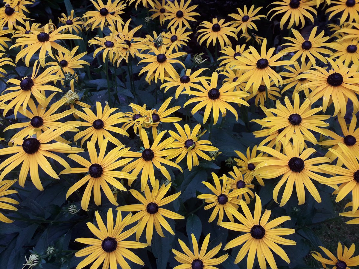 Neuer Beitrag über '#Herbstblumen

blumen-lieferdienste.de/blumen/herbstb…