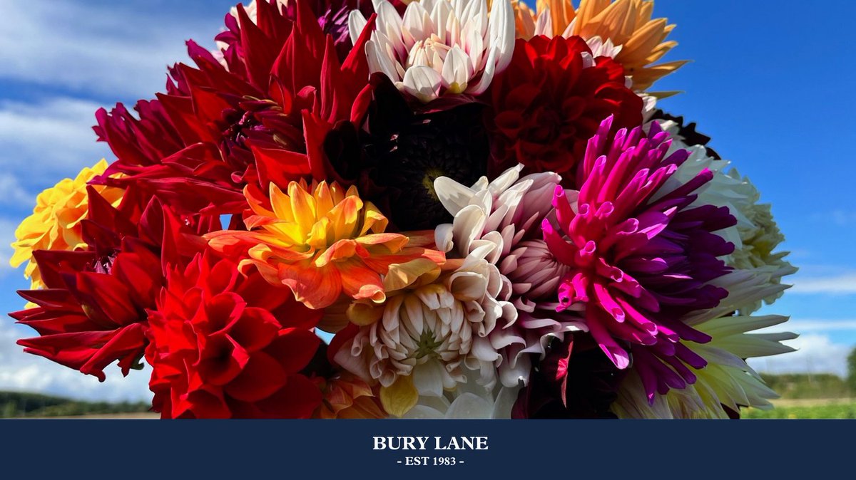FabFarmShops's tweet photo. Check out these dahlias! So many colours &amp; varieties - beautiful on their own &amp; stunning when you mix &amp; match. Cut Your Own at @BuryLane - open 7 days a week, bring your own scissors &amp; share your pictures! 
#FabulousFarmShops #FarmShopsNearMe #Hertfordshire #PickYourOwn #Dahlias https://t.co/XsymqziHEW
