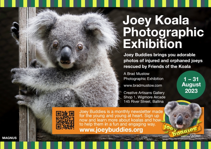 Come and see this wonderful exhibition of photographs by our wonderful <a href="/Bardlee1/">Brad Mustow</a>. For years he has been documenting all koalas coming to <a href="/Friends_Koala/">Friendsofthekoala</a>  so that we can always remember them! PLS re-tweet! <a href="/talkingkoala/">Maria Matthes</a> <a href="/PennySharpemlc/">Penny Sharpe</a> <a href="/SueHigginson_/">Sue Higginson 🌳 Greens MP</a> <a href="/katieqs/">Catherine Cusack</a> <a href="/worldzonfire/">Eddie Lloyd</a>