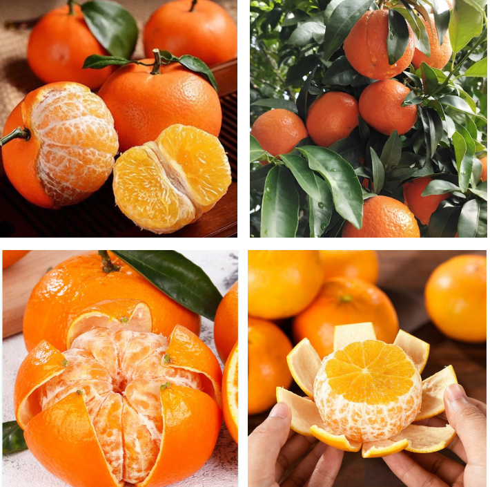 Homystar2's tweet photo. Experience the zesty burst of our succulent #MandrinOranges!  Handpicked from our orchard bases, these oranges are bursting with flavor and packed with vitamin C. Perfect for juicing, snacking, or adding a citrusy twist to your recipes.
More details：https://t.co/MykepqxWAq https://t.co/A7hsSp4f6B