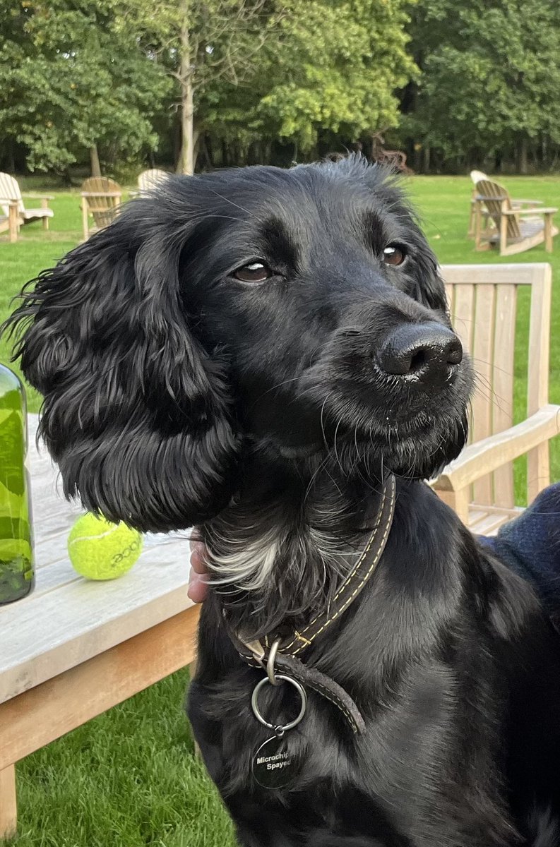 Cheyworth83's tweet photo. @AldiUK STOP - your search for an 11kg Working dog has ended… may I present Pippa… #eruffsaid - she also loves your duck strips! https://t.co/iar14Hg42H