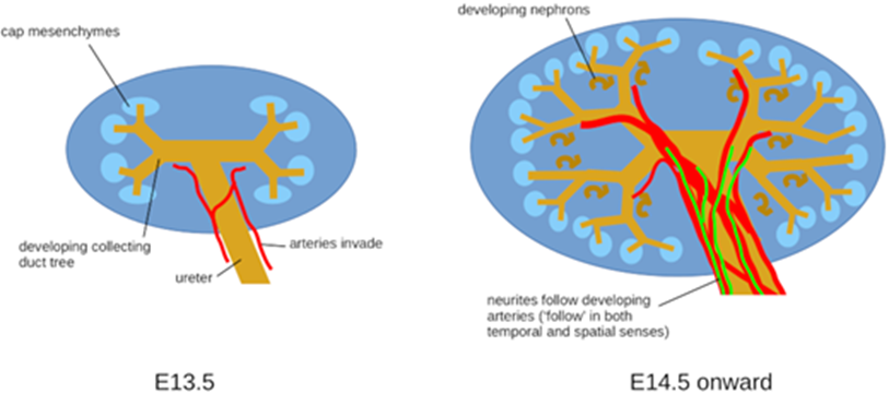 BiologyOpen's tweet photo. 🔬New research explores renal neurites' role in arterial development and blood flow regulation🩸Findings from Julia Tarnick et al. @EdinburghUni reveal timing of innervation and its correlation with smooth muscle recruitment. #NeuralInnervation #OA🔓https://t.co/H4bT4eDVhD https://t.co/ULGFO4eoVS