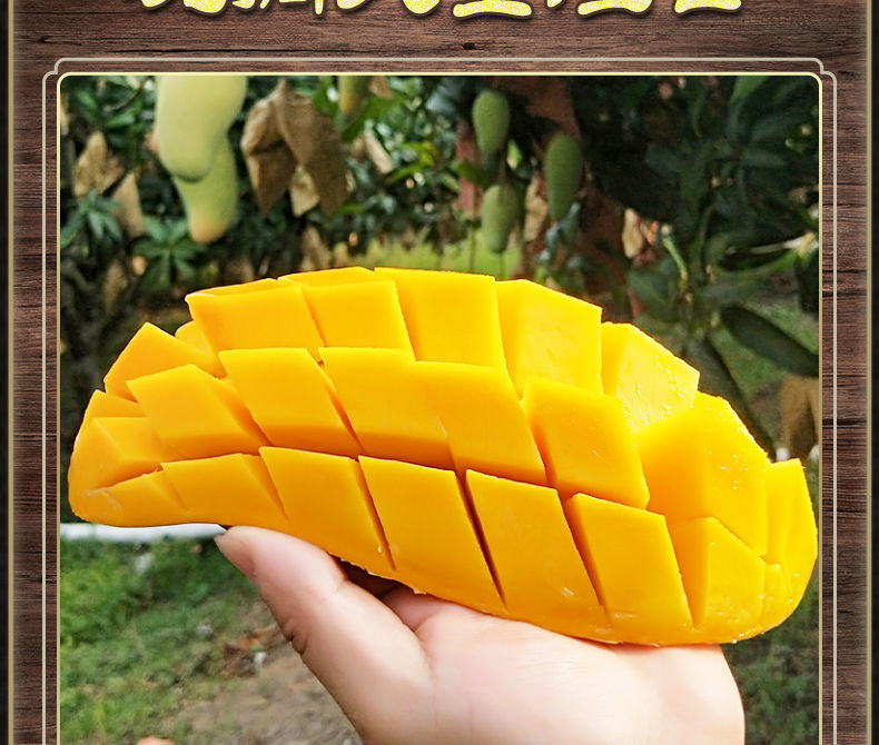 Homystar2's tweet photo. Immerse yourself in the tropical allure of our mouthwatering Mangoes! 🥭🌟 Known for their exceptional taste and rich aroma, they are a perfect addition to smoothies, salads, or simply enjoyed on their own. 🌴🥭
https://t.co/WI7yU02tsQ
#MangoMania #HomystarFruitIndustry https://t.co/oxRRjNDoKV