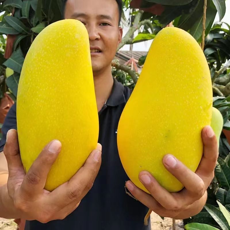 Homystar2's tweet photo. Immerse yourself in the tropical allure of our mouthwatering Mangoes! 🥭🌟 Known for their exceptional taste and rich aroma, they are a perfect addition to smoothies, salads, or simply enjoyed on their own. 🌴🥭
https://t.co/WI7yU02tsQ
#MangoMania #HomystarFruitIndustry https://t.co/oxRRjNDoKV