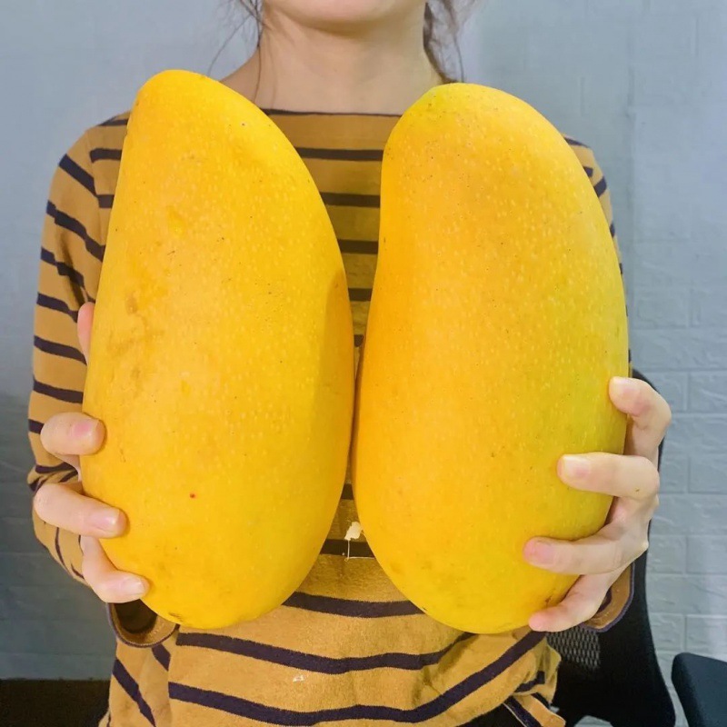 Homystar2's tweet photo. Immerse yourself in the tropical allure of our mouthwatering Mangoes! 🥭🌟 Known for their exceptional taste and rich aroma, they are a perfect addition to smoothies, salads, or simply enjoyed on their own. 🌴🥭
https://t.co/WI7yU02tsQ
#MangoMania #HomystarFruitIndustry https://t.co/oxRRjNDoKV