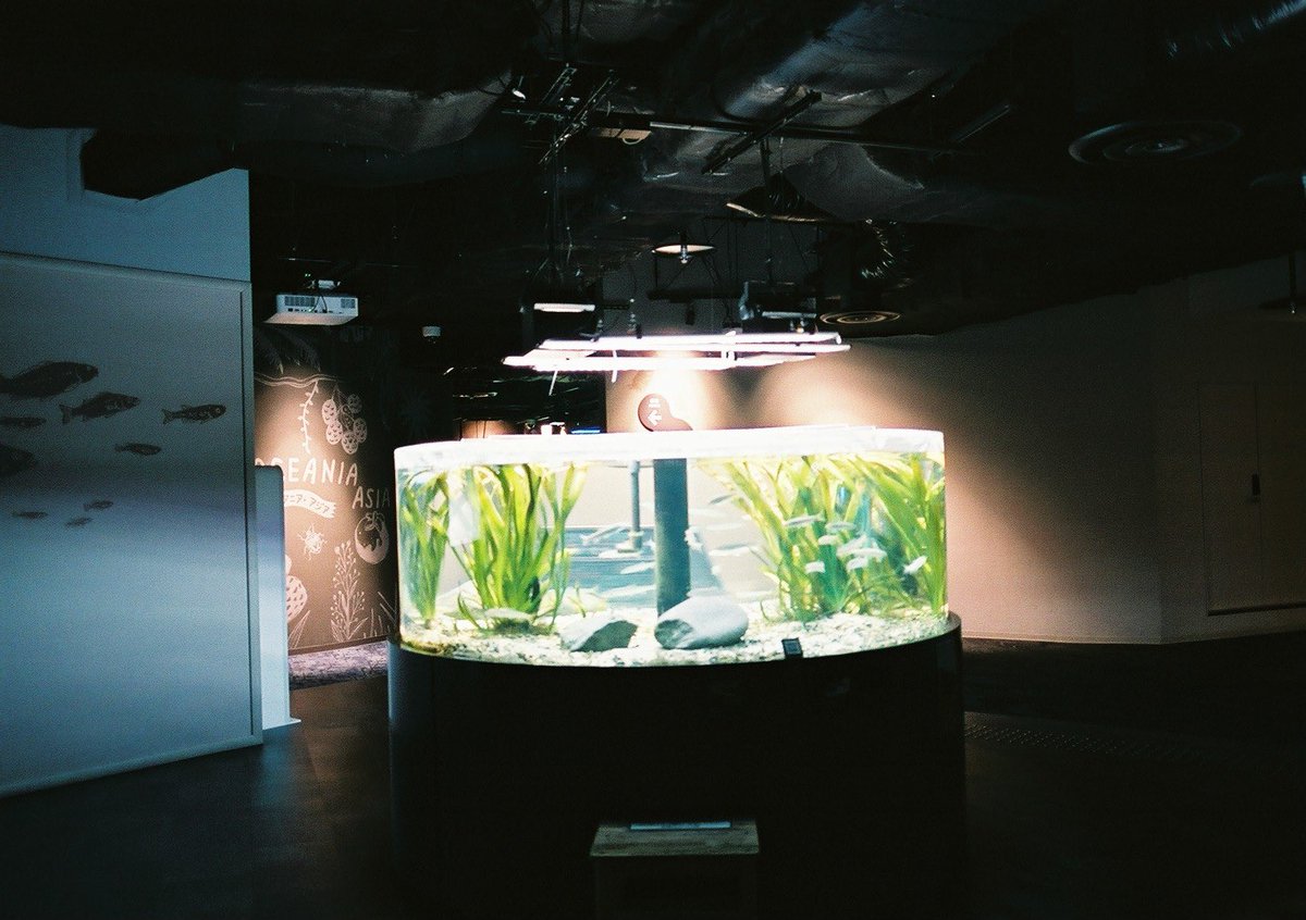 引きで見るカワスイ

#川崎水族館
#カワスイ
#水族館フォト #フィルムカメラ #フィルム写真 
#photo #filmphoto #aquarium 
#OLYMPUS #olympusom10
#フィルムで写す水族館