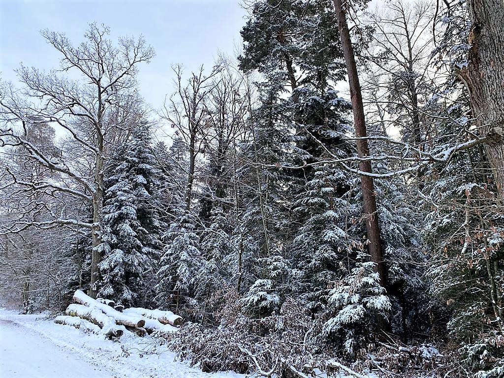 DonViajon's tweet photo. Para #DonViajón, #laSelvaNegra, es un maravilloso destino turístico para disfrutar todo el año y que, seguro a ti, ¡te encantaría!
#Pforzheim #visitPforzheim #badenwürttemberg #visitblackforest #schwarzwald #schwarzwaldtourismus #donviajon #visitbawu #visitgermany #visitbawü https://t.co/dZMu1eyYZi