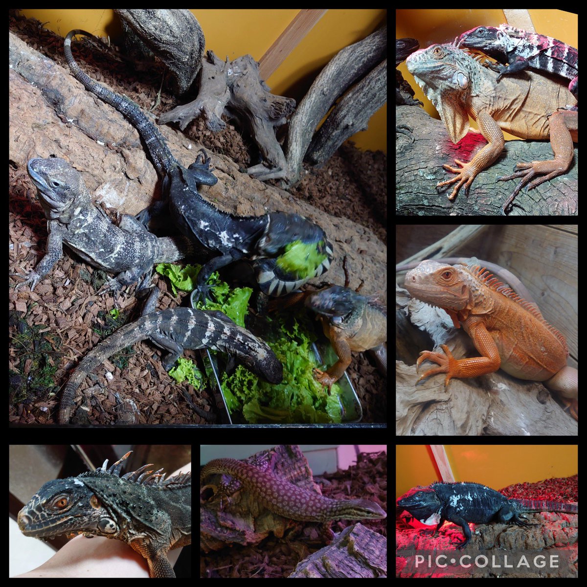 /AILEEN@あいりん（21） tweet media