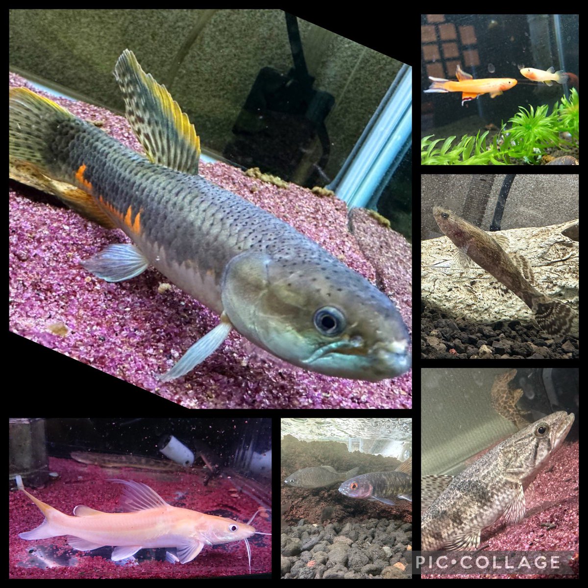 /AILEEN@あいりん（21） tweet media