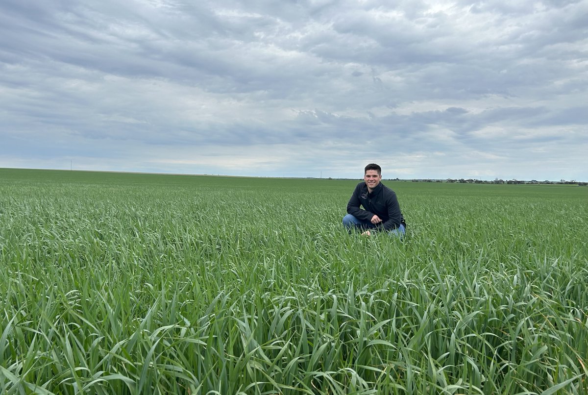 InterGrain1's tweet photo. #Archer oat seed crop coming along nicely at Cunliffe, SA. This imi oaten hay crop was sown early May after a Sentry application &amp; is looking excellent 🏹 https://t.co/Yd77SzgeaU
