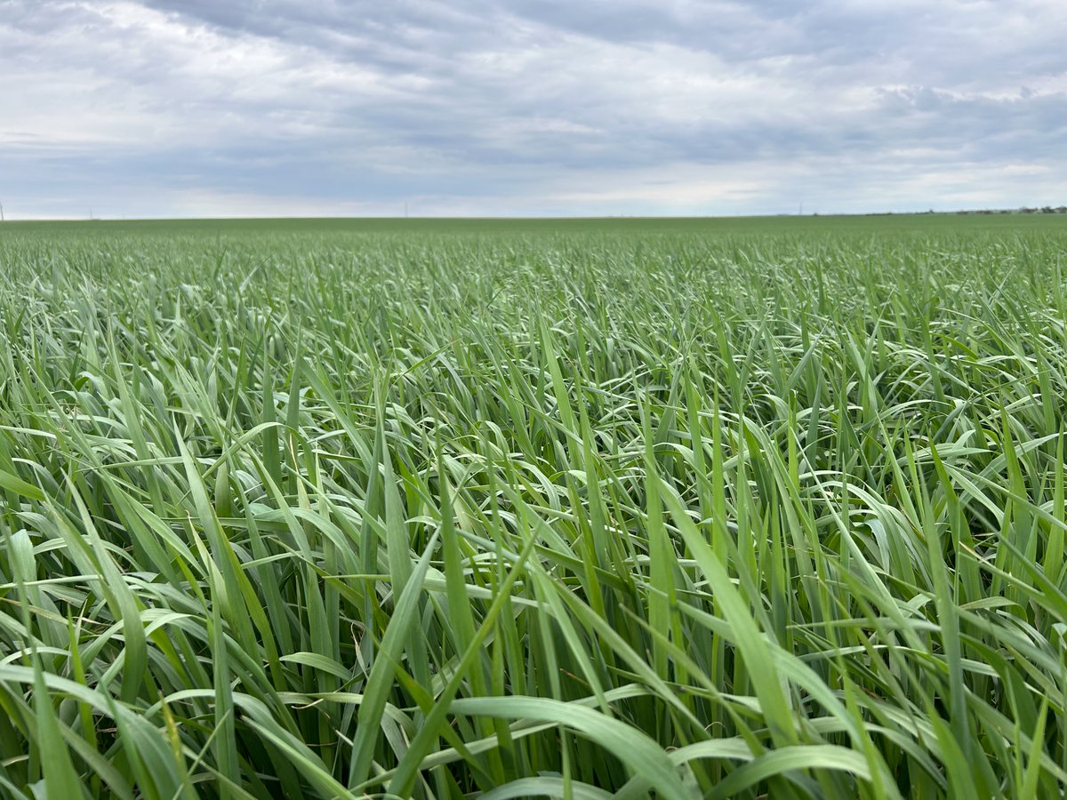 InterGrain1's tweet photo. #Archer oat seed crop coming along nicely at Cunliffe, SA. This imi oaten hay crop was sown early May after a Sentry application &amp; is looking excellent 🏹 https://t.co/Yd77SzgeaU