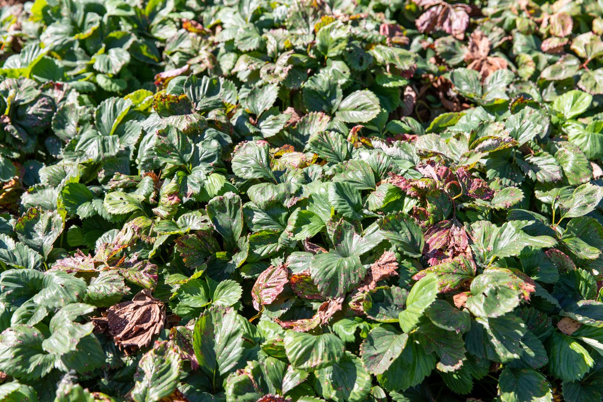 <a href="/Hortifeeds/">Hortifeeds</a> provides advice growers can easily incorporate into current growing practices to reduce summer heat stress in their fruit ☀️

fruitandvine.co.uk/the-heat-is-on…

#heatstress #fruitfarm #fruitfarmers #softfruit #britishfruit #fruitgrowers #fruitgrowing #orchards #appleorchard