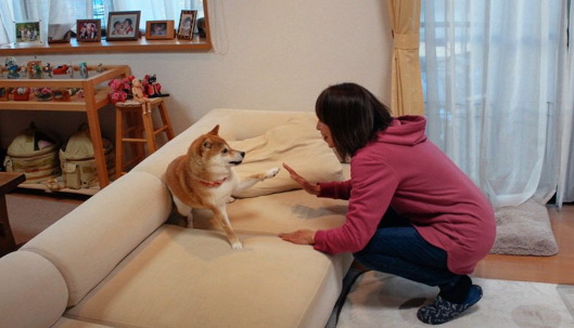 BronzeTheDoge's tweet photo. Our next milestone is August 27th when we will be shown the full-size Kabosu statue in clay. 

Also the cats :)

Atsuko will visit in person and we will have a representative Zoom in.

If everyone approves the clay models, then the bronze pouring will begin! https://t.co/PdU7x3ZqBL
