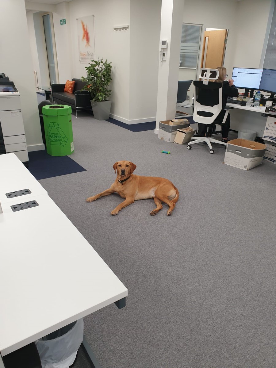 StayHOF's tweet photo. On his weekly visit last week, Finley loved our new office!
We love being #petfriendly in both our offices and in our properties.
 
Read our #Pet blog here - https://t.co/3wHD82aUJL
 
To book any of our locations contact us on reservations@houseoffisher.com or  on 0118 951 4151. https://t.co/FCxABZMO9f