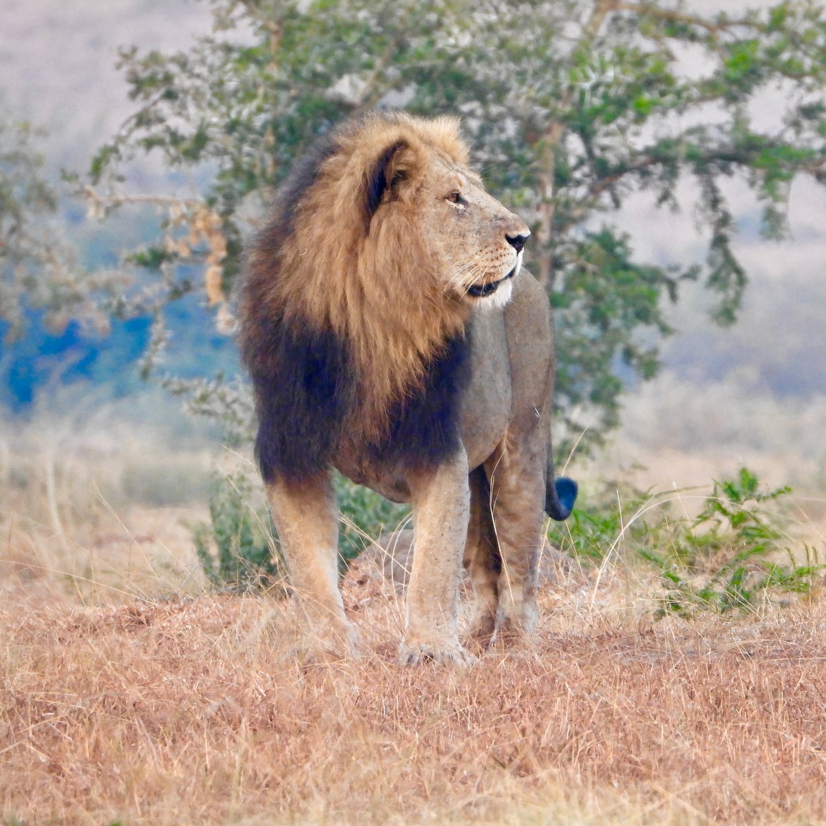 Le Parc a récemment lancé son programme de pose de colliers sur les lions afin de renforcer la protection de la population vulnérable des lions de Virunga dans la vallée de l'Ishasha.⁠ ⁠ Les données recueillies grâce aux colliers satellites fourniront non seulement des…