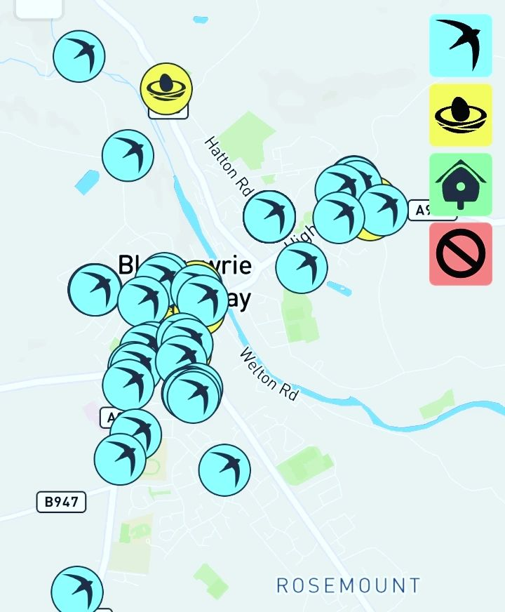 PerthshireWild's tweet image. The #Swiftmapper is filling up! Great news as we now know where to pinpoint surveys to find nest sites next year. Join us on 12/8 at #Blairgowrie library 10am-1pm to say goodbye to our wonderful #swifts. Bring in your sightings &amp;amp; we can map them for you. #SwiftConservation 1/2