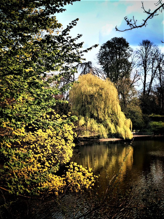 Greenisamissio1's tweet photo. Trees are very effective in preventing the areas under their crown from heating up. The temperature differences between areas shaded by trees and surrounding sunlit areas can be up to 20°C. This can make the air up to 8°C colder. This is particularly measurable in urban forests🌳 https://t.co/ZID6xQ1Ds3