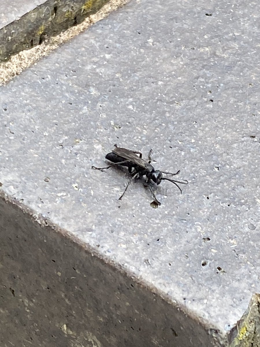 tractormadlive1's tweet photo. Seen this yesterday , think it’s a spider wasp, #wasplove @InsectsUnlocked @LozzieWheel https://t.co/8UYsdF8aam