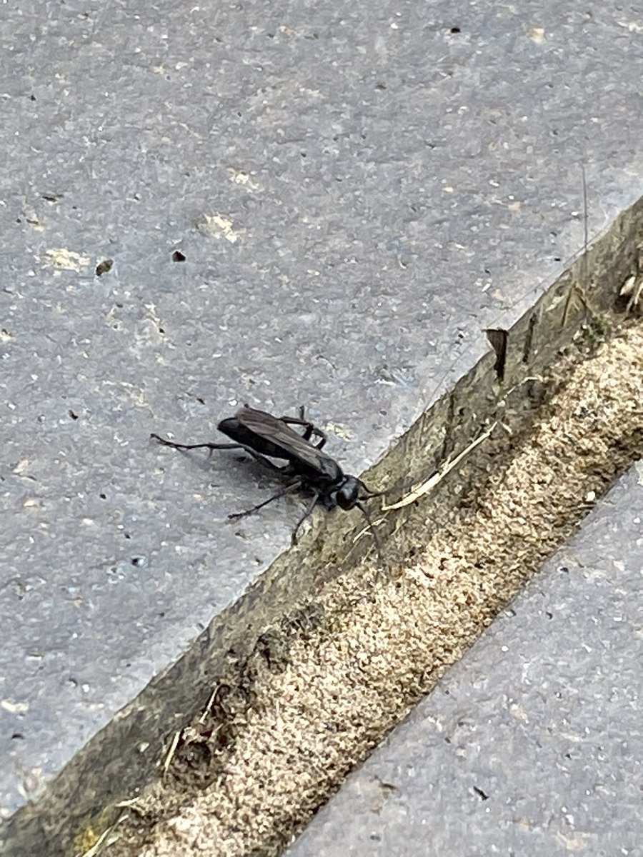 tractormadlive1's tweet photo. Seen this yesterday , think it’s a spider wasp, #wasplove @InsectsUnlocked @LozzieWheel https://t.co/8UYsdF8aam