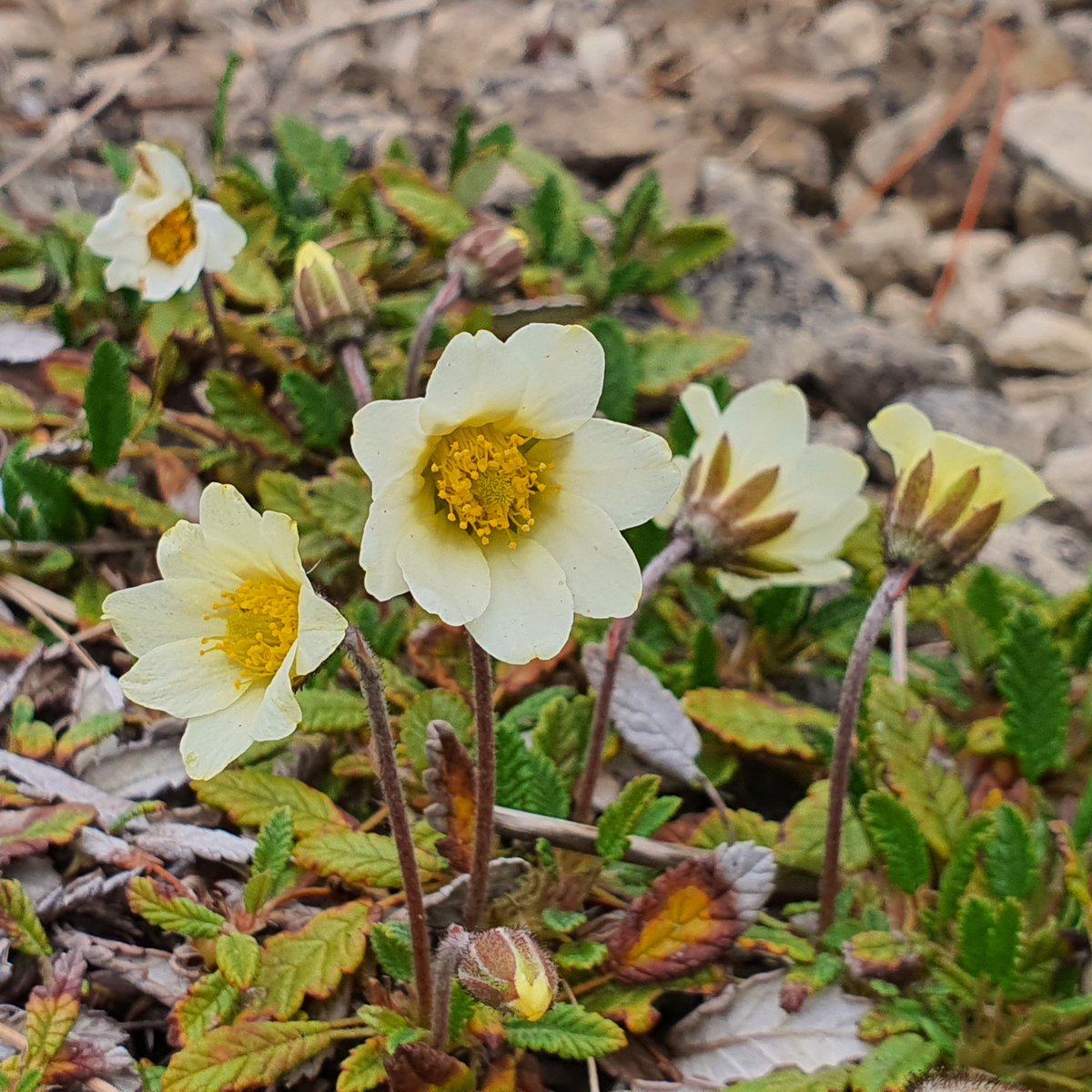 Easy Alpines for the Rock Garden ~ Dryas octopetala. Mountain avens is an excellent rock garden plant, easily grown in alkaline, well drained soil in an open sunny site. It does not thrive for long in acid soils. Propagation by seed ideally when ripe or as soon after as possible