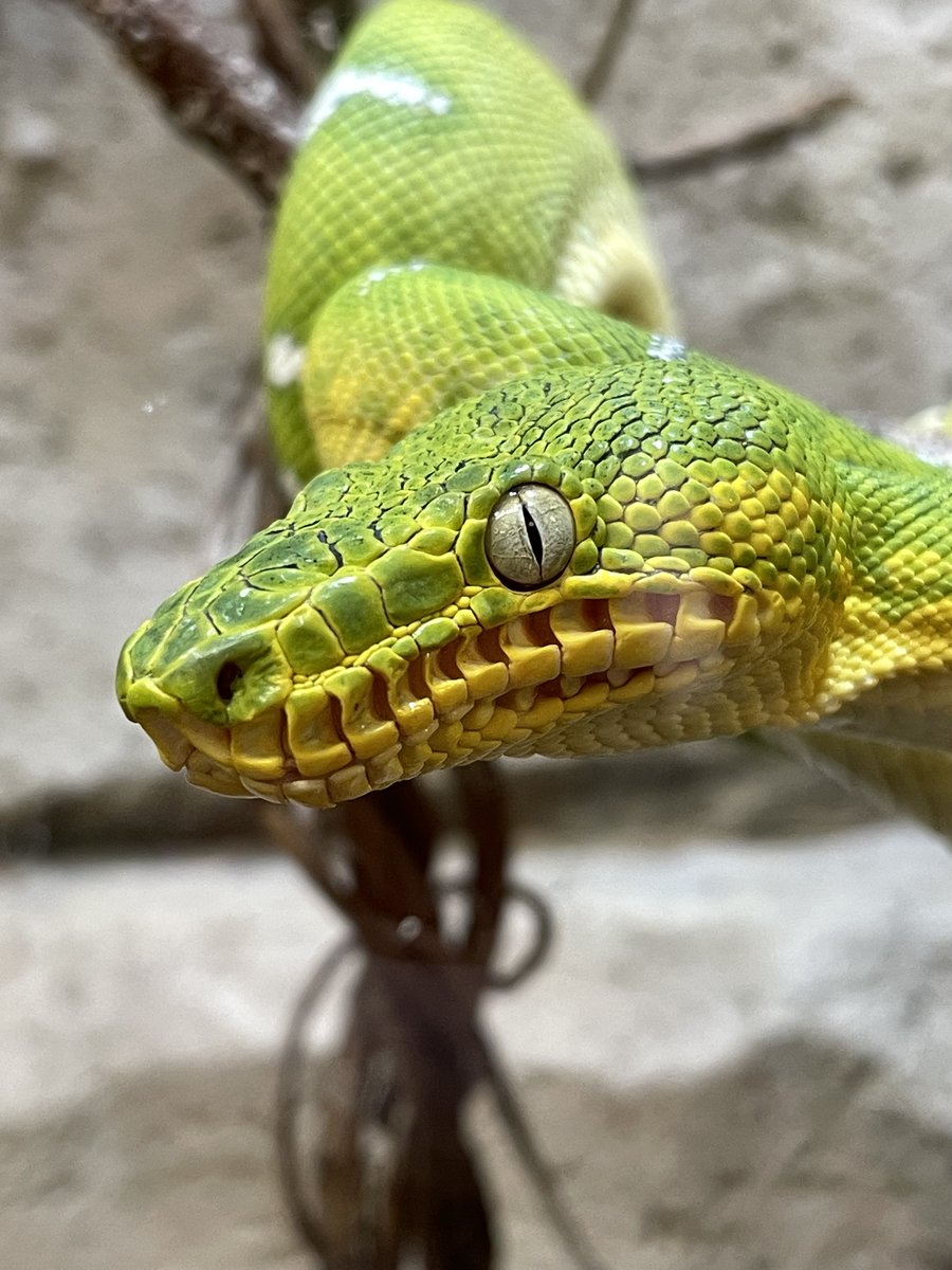 misstmusicteach's tweet image. #ThursdayMotivation
Did you know that learning to play an instrument is likely to increase your self esteem, increase your creativity and best of all, help you manage stress?
A cute snake for attention ;o)