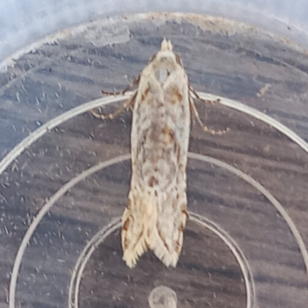 robdean9's tweet photo. Struggling with this one this morning @MOTHIDUK https://t.co/GGmLWNy9mp
