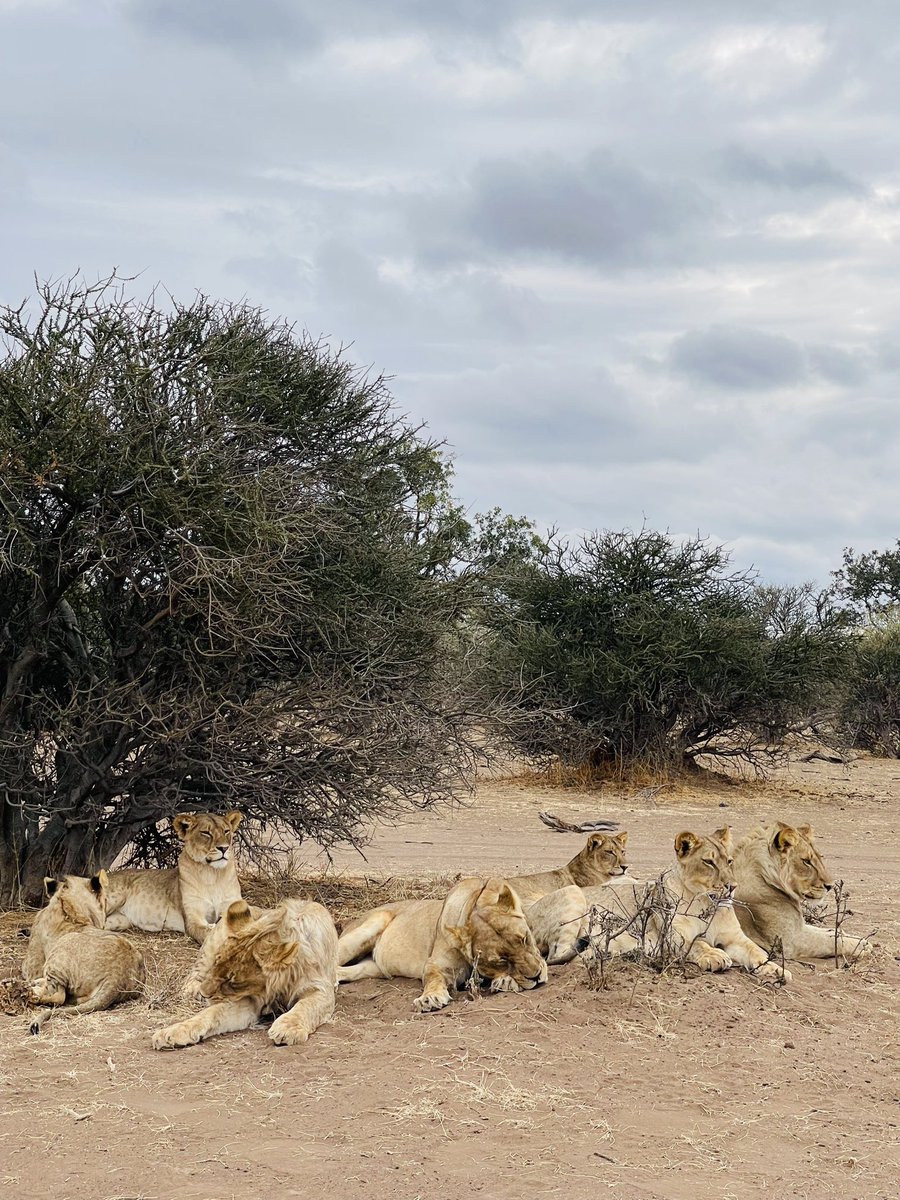 Happy #WorldLionDay2023 from <a href="/TuliLodge/">Tuli Safari Lodge Mashatu</a> in Botswana 🇧🇼 at <a href="/Mashatu_Reserve/">Mashatu Game Reserve</a>
