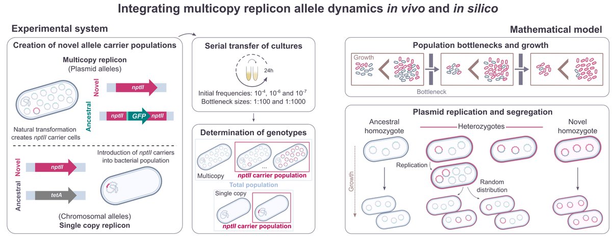 GaronaAna's tweet photo. Let me introduce you our modelling and experiment blend, where we show that the establishment of resistance alleles in microbial populations depends on the ploidy level!

Want to know if it's a match? 😏 Check our paper!! 
https://t.co/NRudbkUS5A https://t.co/NyaL89AMRy