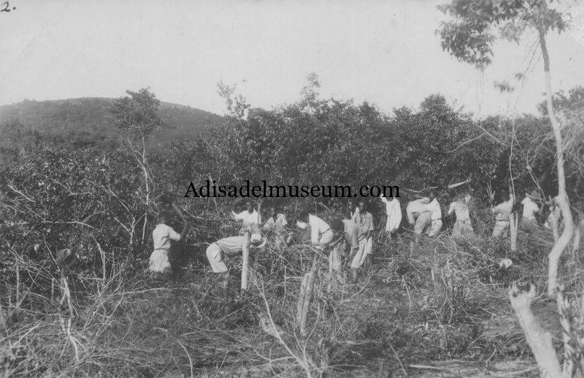 AdisadelCoIIege's tweet photo. #ThrowbackThursday 

Construction of Adisadel College by students. Circa 1933

1. Clearing of site 
2. Transportation of coarse aggregate from quarry 
3. Quarry site
4. Mixing of concrete https://t.co/f7eDCCCLaa