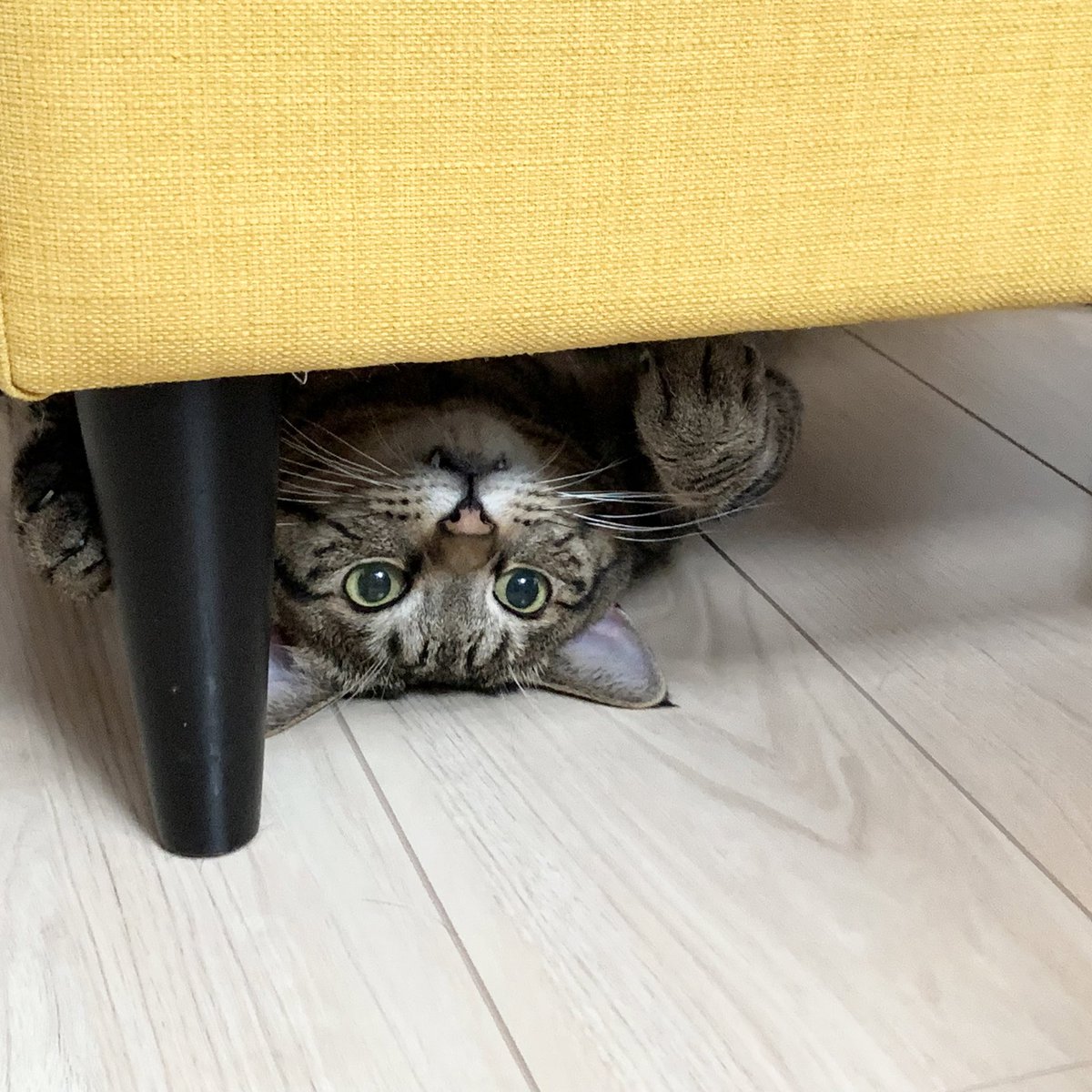 猫とサキちゃん tweet media