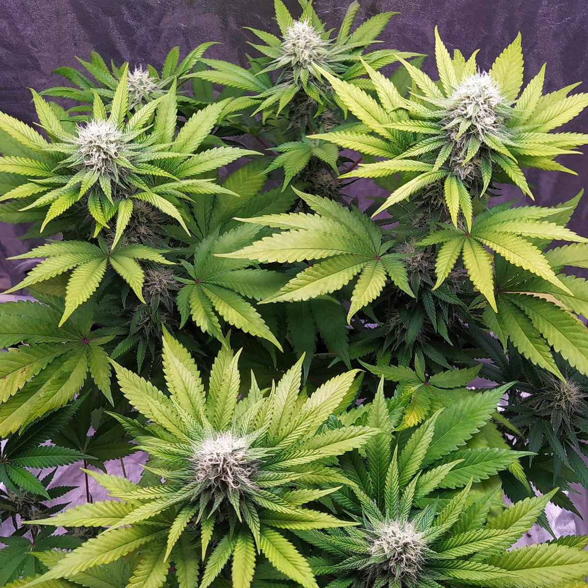 StephandjoG's tweet photo. Gorilla Sherbet F1 Fast from @sweetseeds_es
5 weeks of flowering.
A very nice strain 🤤 https://t.co/Ei0KVh0SAP