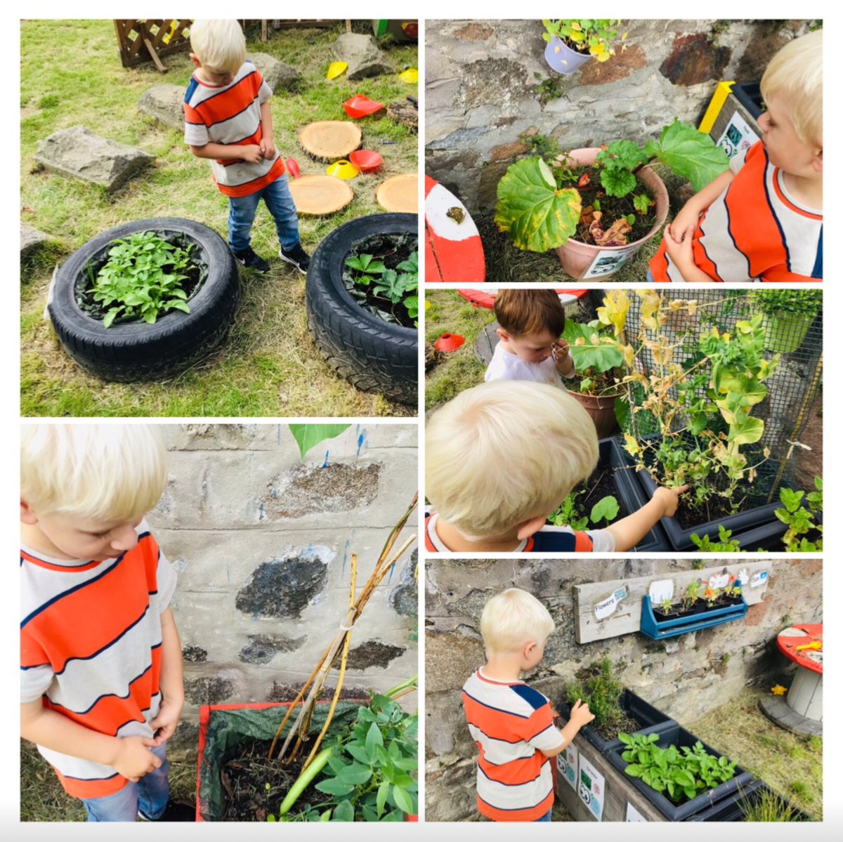 Our herbs, fruit and vegetables have been growing well over the summer. #growing #planting <a href="/SchoolBroomhill/">BroomhillSchool</a>