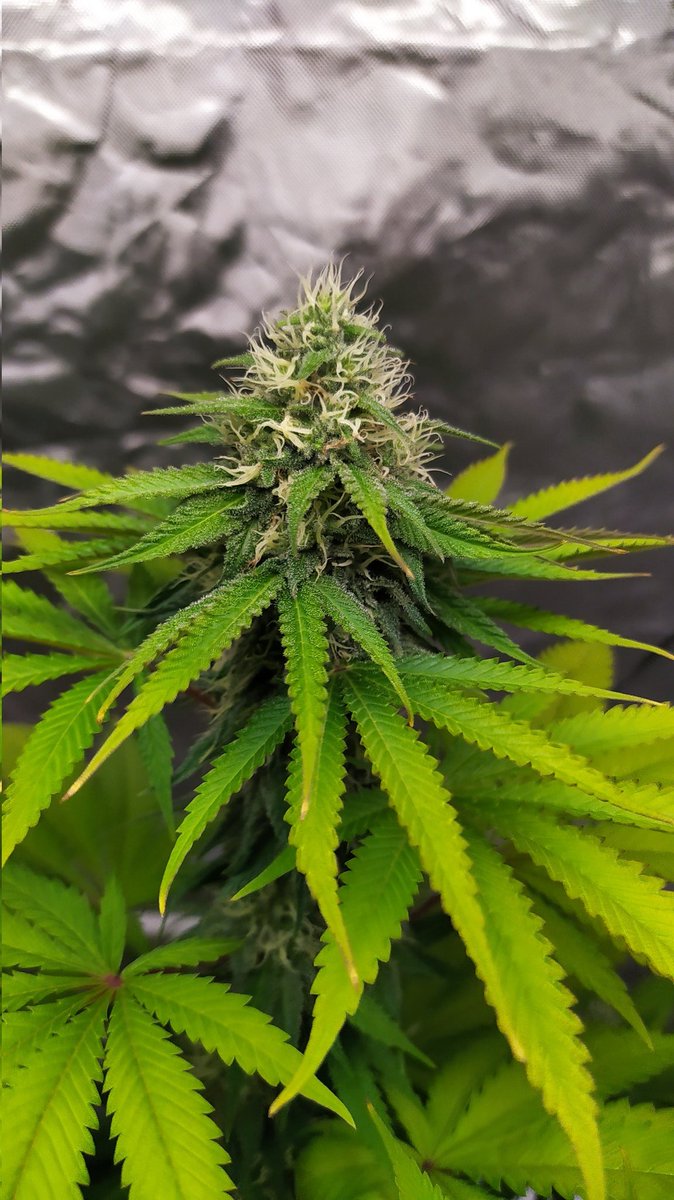 StephandjoG's tweet photo. Watermelon Candy from @Zamnesia_ 
5 weeks of flowering.
Some very nice flowers 😉👍 https://t.co/iQlbkoeDQn