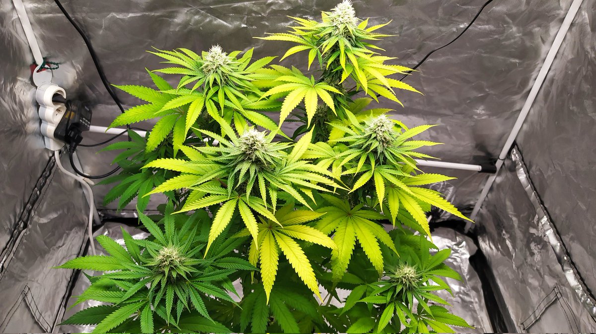 StephandjoG's tweet photo. Watermelon Candy from @Zamnesia_ 
5 weeks of flowering.
Some very nice flowers 😉👍 https://t.co/iQlbkoeDQn