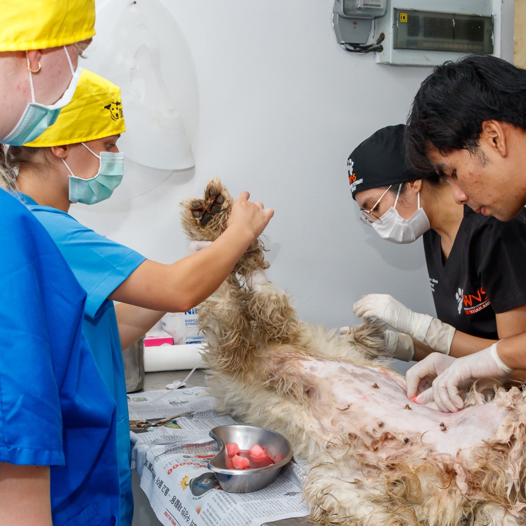Worldwide Veterinary Service (WVS) tweet media