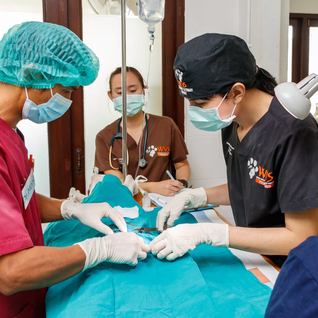 Worldwide Veterinary Service (WVS) tweet media
