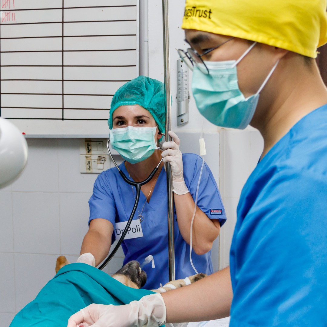 Worldwide Veterinary Service (WVS) tweet media