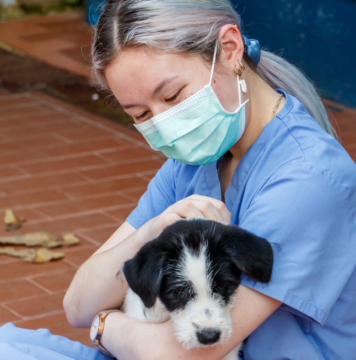 Worldwide Veterinary Service (WVS) tweet media