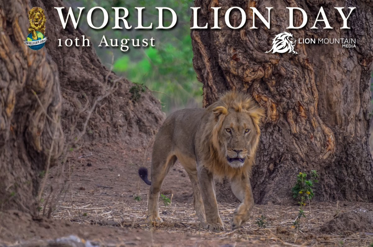 We can't help but marvel at the beauty and strength of these magnificent creatures. 

World Lion Day #worldlionday #lionday
📷 @lionmountain.media

#ProtectWildlife #LionConservation #PreserveHabitats #WildlifeProtection #NatureAppreciation