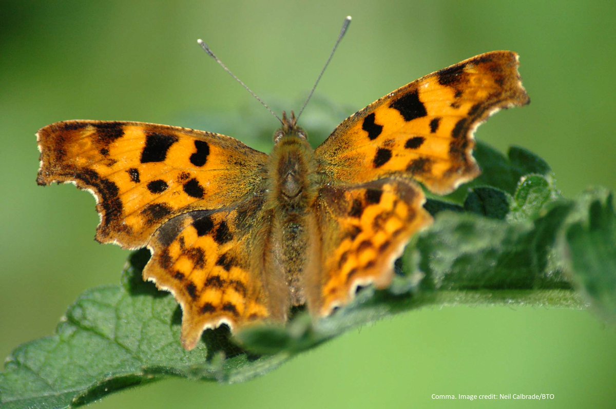 If you take part in @WCBSLive on your BBS square(s), you have until the end of August to fit your remaining visit in. Fingers crossed for sunny weather! If you would like to find out more about the Wider Countryside Butterfly Survey, you can do so here: bto.org/our-science/pr…