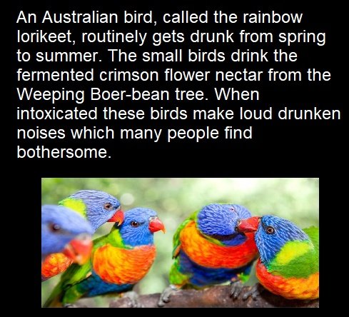 checks out.

#RainbowLorikeet