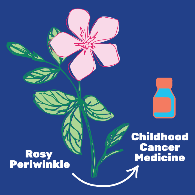 WHO's tweet photo. #TraditionalMedicine has been at the frontiers of medicine &amp; science laying the foundation for conventional medical texts.

#DYK: Nearly 40% of pharmaceutical products have a natural product base, incl.:
💊aspirin
💊artemisinin
💊contraceptive pills
💊childhood cancer treatments
