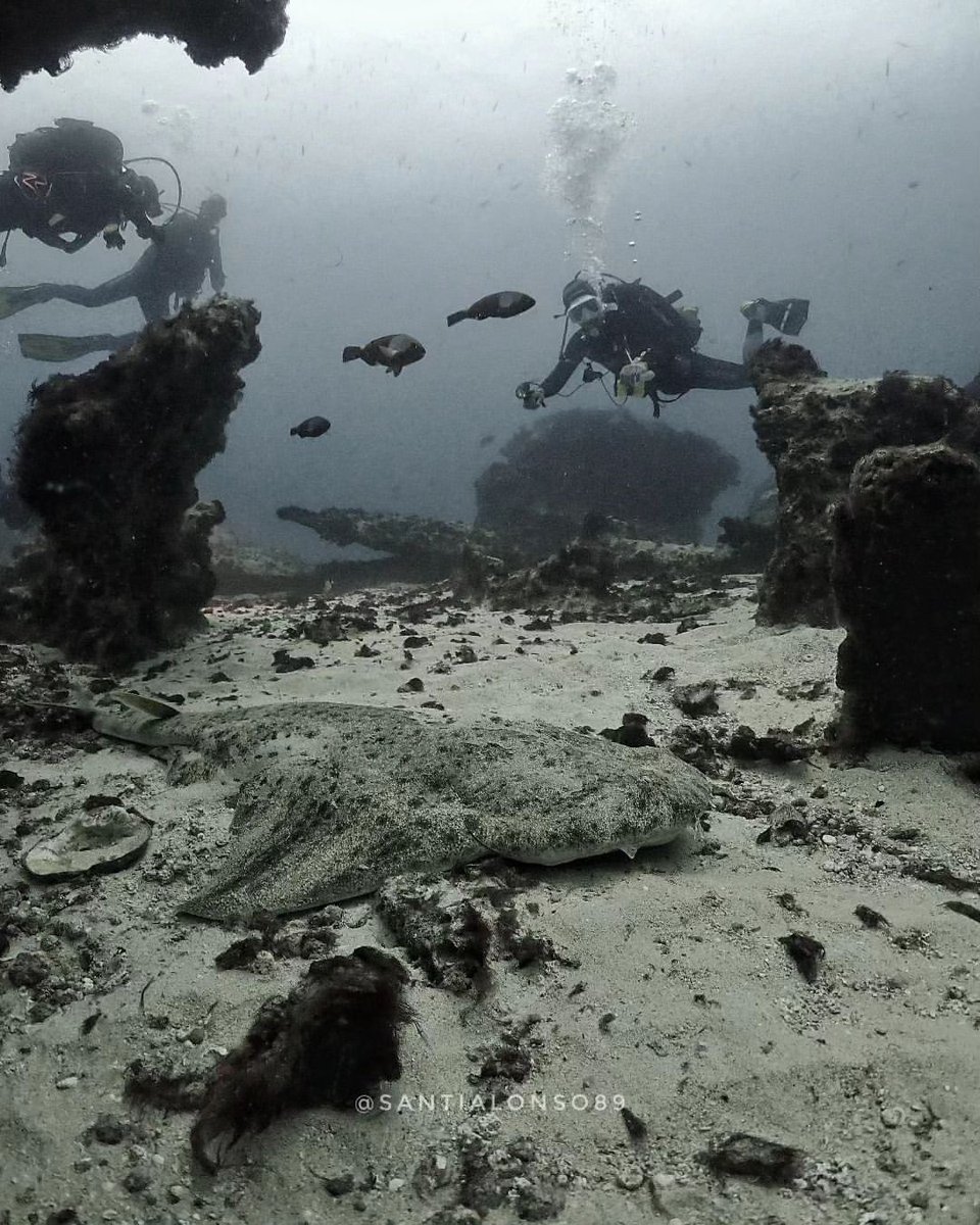 8islascanariass's tweet photo. Desconecta del mundo para conectar contigo.
📸 @santialonso89
#divetolivelivetodive #nodivenolife
#8islas🇮🇨🌊 #addicted_to_canarias #buceo_canarias #buceolagraciosa #lagraciosa #lagraciosadivers #canariasscubadiving #canaryislands #dive #angelshark #angelsharkproject #angelote https://t.co/NlhUXJtUuB