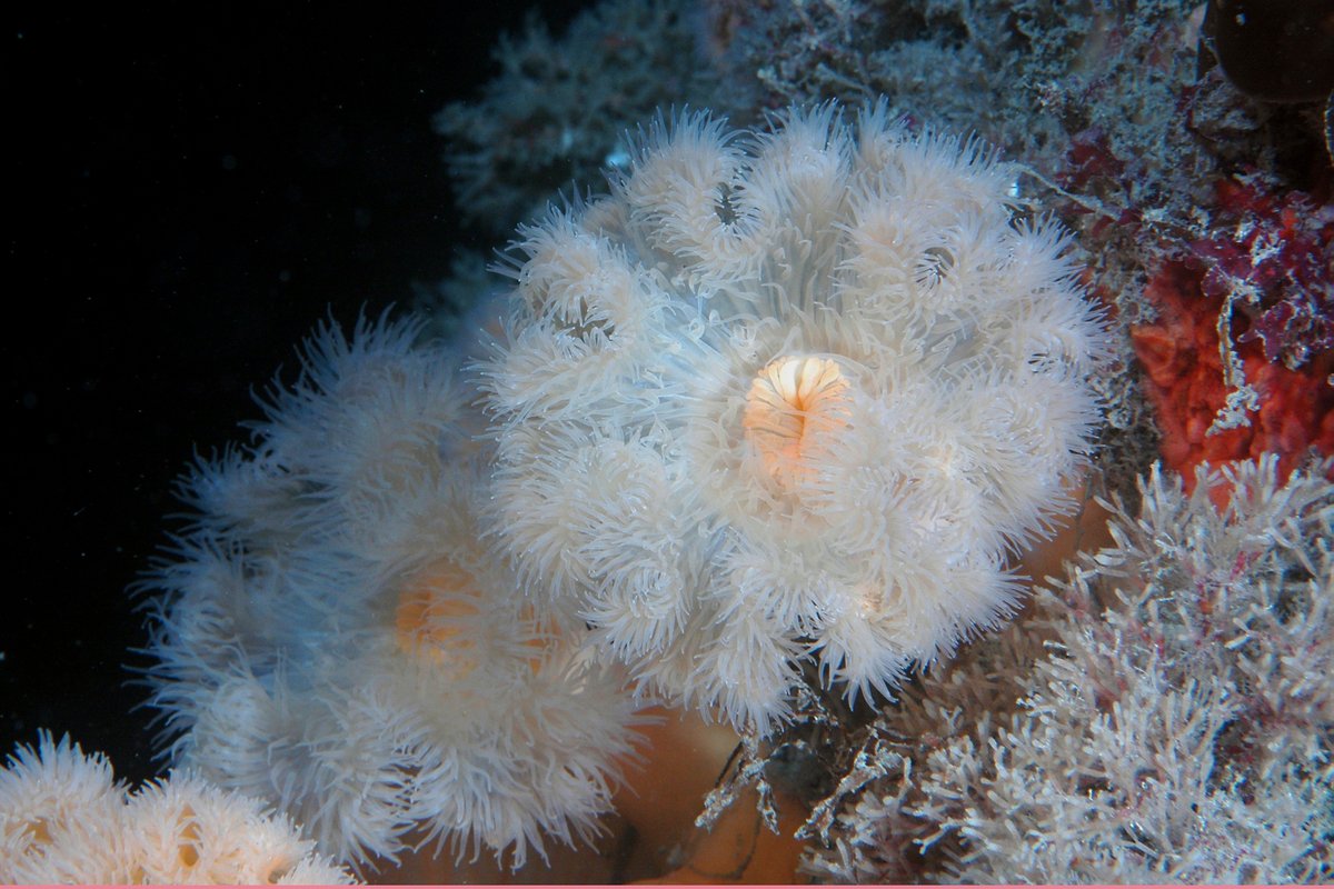 DASSH at The Marine Biological Association (@dassh) on Twitter photo Divers have reported a drop in the Plumose anemone sightings according to <a href="/_swmecosystems/">SWMEcosystems</a> and the #Data certainly shows a slight decline over the previous 10 years! Check out our DASSH archives at buff.ly/3kSEnSe #PlumoseAnemone #MarineBiodiversity Divers have reported a drop in the Plumose anemone sightings according to <a href="/_swmecosystems/">SWMEcosystems</a> and the #Data certainly shows a slight decline over the previous 10 years! Check out our DASSH archives at buff.ly/3kSEnSe #PlumoseAnemone #MarineBiodiversity