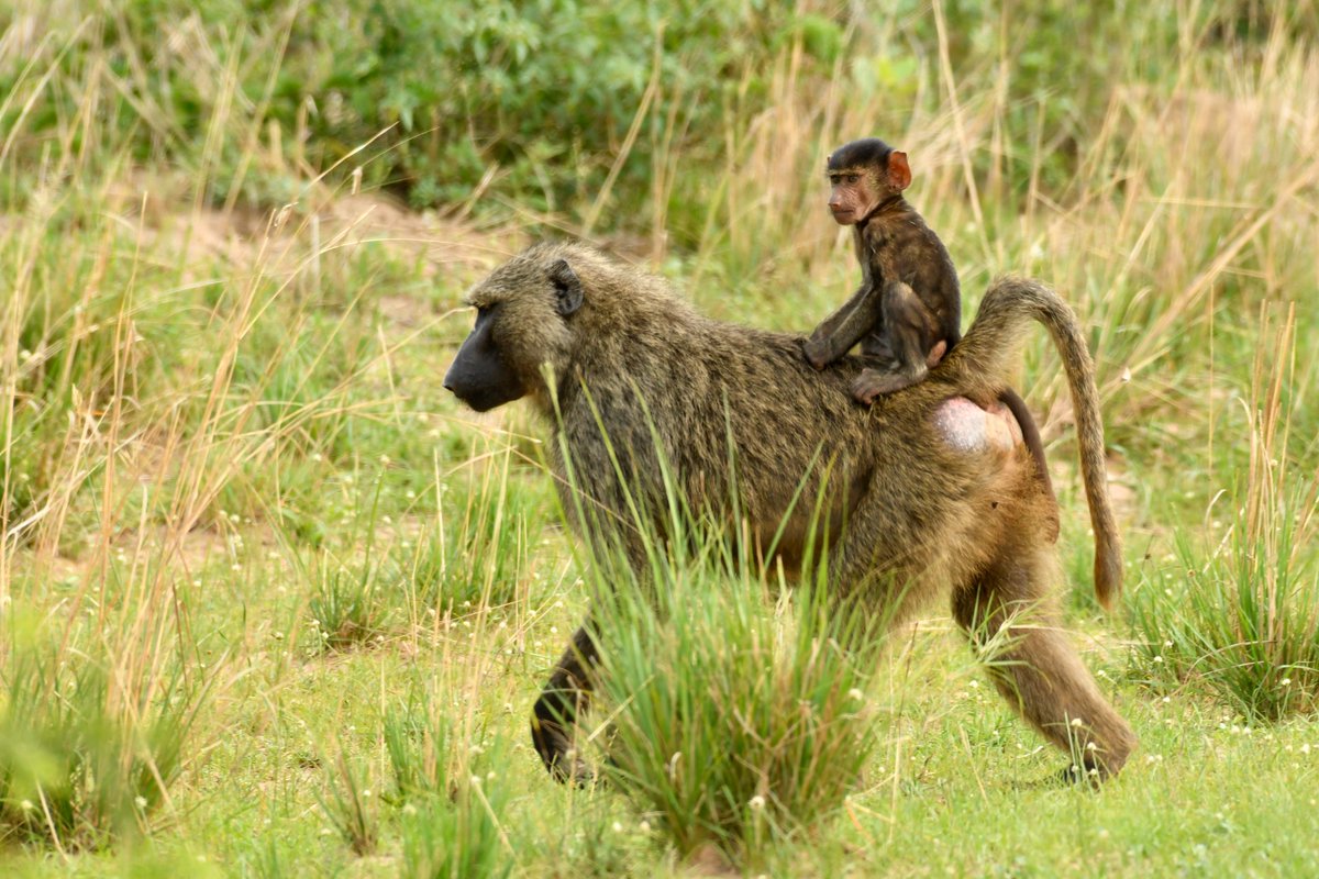 Off Road Uganda Safaris (@infooffroad) on Twitter photo See these beauties on a Uganda safari. #Africanfisheagle #baboons #wildlifephotography #offroadugandasafaris Email: info@offroad-safaris.com +256752104259 offroad-safaris.com See these beauties on a Uganda safari. #Africanfisheagle #baboons #wildlifephotography #offroadugandasafaris Email: info@offroad-safaris.com +256752104259 offroad-safaris.com