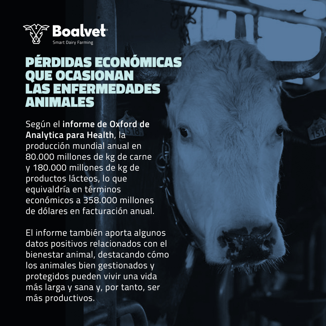 BoalvetAI's tweet photo. ¿Cuál es el coste 💰 económico que ocasiona las enfermedades en animales🐮?

🖇️https://t.co/5vGoVA6uZm https://t.co/PLe0zC80v4