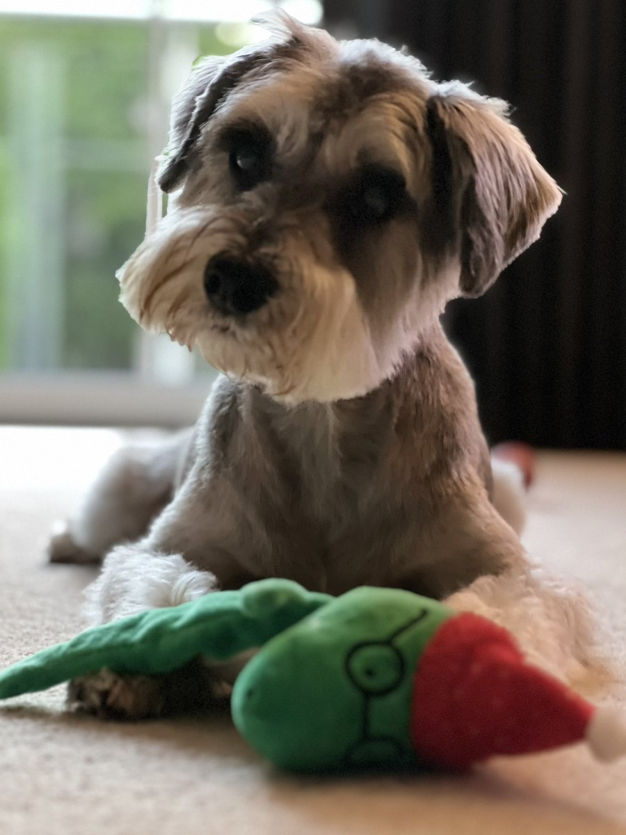 Arthur Schnauzer tweet media