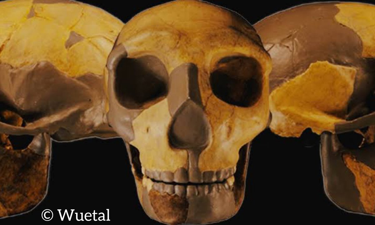 Scientists believe they may
 have identified a new species
 of human after finding an ancient
 skull that belonged to a child who
 lived up to 300,000 years ago. 

#PANAOM #lahainafire #JailerFDFS